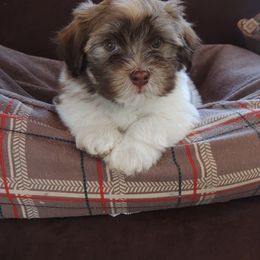 Havanese Puppies from Heartfelt Havanese
