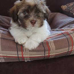Havanese Puppies from Heartfelt Havanese