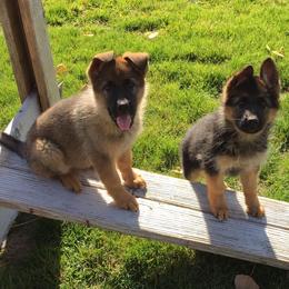 German Shepherd Puppies from Zeder Kamme German Shepherds