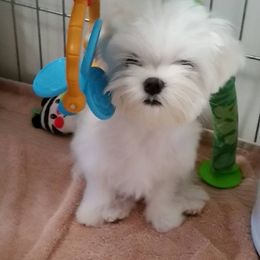 Maltese Puppies from Avante Maltese