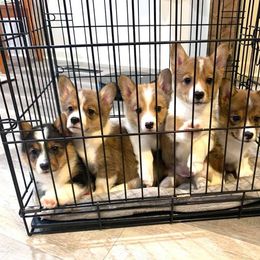 Pembroke Welsh Corgi Puppies from Southern Corgi