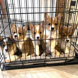 Pembroke Welsh Corgi Puppies from Southern Corgi
