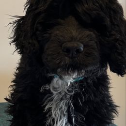 Girl 4 - Black and white Portuguese Water Dog puppy in Lebanon, Indiana from Aarbelle’s Portuguese water dogs