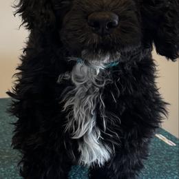 Girl 4 - Black and white Portuguese Water Dog puppy in Lebanon, Indiana from Aarbelle’s Portuguese water dogs