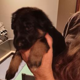 NYE brown collar - Black and tan male German Shepherd puppy in Nye, Montana from Duke AKC Shepherds