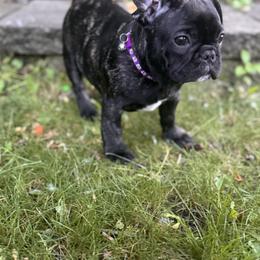 French Bulldog Puppies from Camarra King