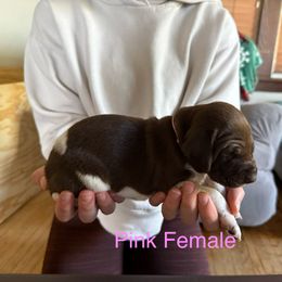 German Shorthaired Pointer Puppies from Bernardonis