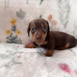 Cocoa - Chocolate and tan female Dachshund puppy in Jacksonville, Florida from Florida Dippin’ Dachshunds & Aussiedoodles