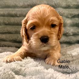 Gable - Buff male Cocker Spaniel puppy in Sumter, South Carolina from Cocker Eclipse In Home Kennel