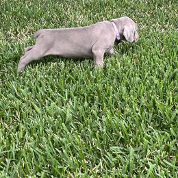 Girl 1 - Weimaraner puppy in Lone Camp, Texas from Bullard’s Weimaraners