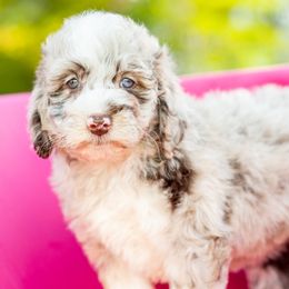 Aussiedoodle, Bordoodle, Goldendoodle, and Sheepadoodle Puppies from Crooked Creek Doodles and Poodles