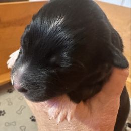 Lisa - Black tri-color female Australian Shepherd puppy in Marshall, Virginia from Aussie Tales Farm