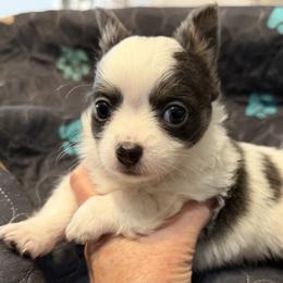 Adam - Blue and white male Chihuahua puppy in Amity, Pennsylvania from Rhoda and Verna