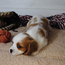 Arthur - Blenheim male Cavalier King Charles Spaniel puppy in Mountain Grove, Missouri from Dogwood & Sassafras Companions