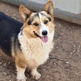 Riggs - Pembroke Welsh Corgi