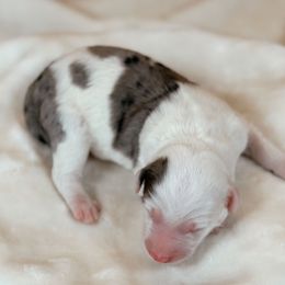 Barista - Merle female Sheepadoodle puppy in Cleveland, Tennessee from Narrow Path Old English & Sheepadoodles