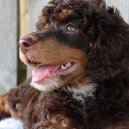 Poodles from Curly Country Poodles