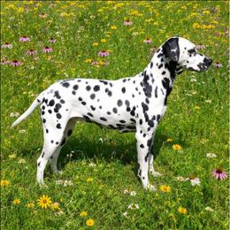 Maggie - Dalmatian
