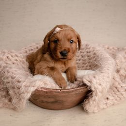 Girl 2 - Dark golden female Golden Retriever puppy in Buhl, Idaho from Atkinson's Goldens