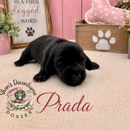 Prada - Black female Dachshund puppy in Hockley, Texas from Shans Down Home Doxies