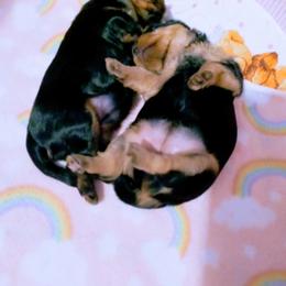 Yorkshire Terrier Puppies from Twilights Yorkies FL