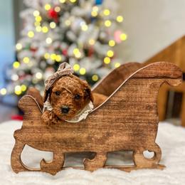 Sarafina - Red  female Goldendoodle puppy in Sulphur, Louisiana from Curly Q’s Of Carlyss