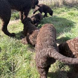 Curly-Coated Retriever Puppies from Tephra Curly Coated Retrievers