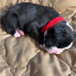 Livvi - Brindle female Boxer puppy in Deland, Florida from Baby Bliss Boxers