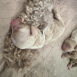 Goldendoodle Puppies from 4H Doodles