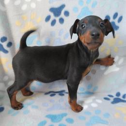 Miniature Pinschers from Rock of Ages Kennel