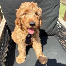 Black - Apricot male Goldendoodle puppy in Buda, Texas from Anita’s Doodles