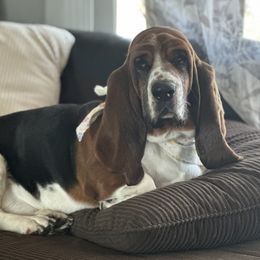 Lettie - Basset Hound