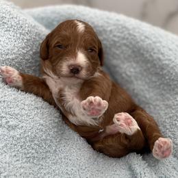 Tucker - Red  male Goldendoodle puppy in Kansas City, Kansas from Bella & Ivy’s Mini Goldendoodles of KC
