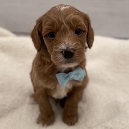 Benny - Red  male Goldendoodle puppy in Kansas City, Kansas from Bella & Ivy’s Mini Goldendoodles of KC