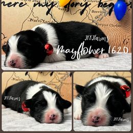 (5) Mayflower 1620 - Black tri-color female Australian Shepherd puppy in Huntington, Texas from JKKJ Farms