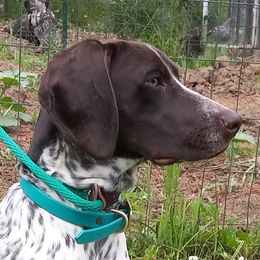 Frankie - German Shorthaired Pointer