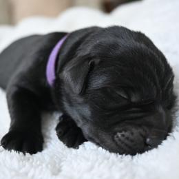 Hannah - Black female Labrador Retriever puppy in Charlotte, North Carolina from Patton Premier Labradors