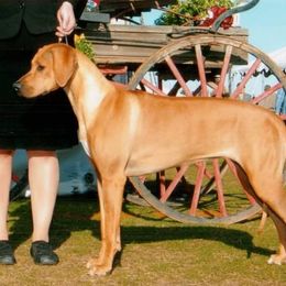 Rhodesian Ridgeback Puppies from Aziza Ridgebacks