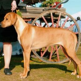 Rhodesian Ridgeback Puppies from Aziza Ridgebacks