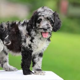 Tilly - Blue merle female Aussiedoodle puppy in Factoryville, Pennsylvania from North Mountain Doodles