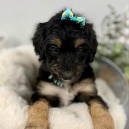 Snickerdoodle - Phantom female Bernedoodle puppy in Hegins, Pennsylvania from Bubbling Springs Doodles, LLC