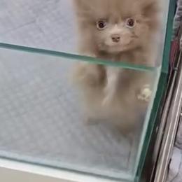 Bella - Lavender female Pomeranian puppy in Visalia, California from Exotic_fresita_poms