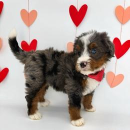 Smokey - Blue merle male Bernedoodle puppy in Alpharetta, Georgia from Doodles of Buckhead