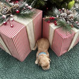 Boy 4 - male Golden Retriever puppy in Hickory, North Carolina from Coyote Creek Farm and Kennel
