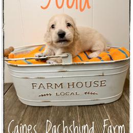 Yoda - Cream male Dachshund puppy in Cincinnati, Ohio from Caines Dachshund Farm