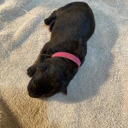 Fuchsia collar girl - Black and red female German Shepherd puppy in Coleta, Illinois from Four Leaf Farm- Vom Vierblättriges Bauernhof