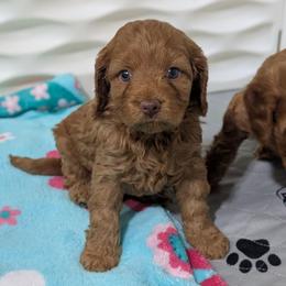 Hickory - Red male Cavapoo puppy in Coshocton, Ohio from Forever Family Puppies