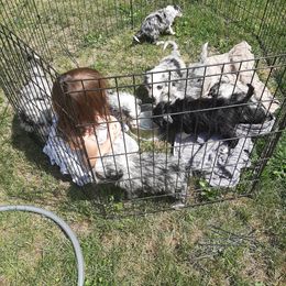 Australian Shepherd Puppies from Border Creek's Aussies