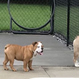 Bulldogs from TLC’s Bulldogs