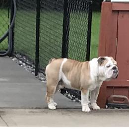 Bulldogs from TLC’s Bulldogs